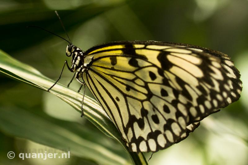 Vlinderpracht in de Vlindertuin Leidschendam (Foto: Duco)