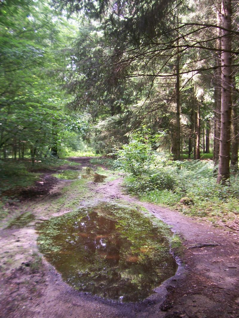 Laantje in het Reichswald bij Kleve in Duitsland (Foto: qltel)