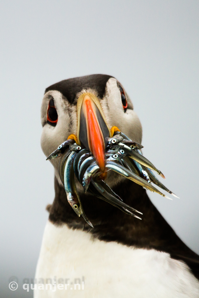 Details op de Farne Eilanden (Engeland) (Foto: Duco)