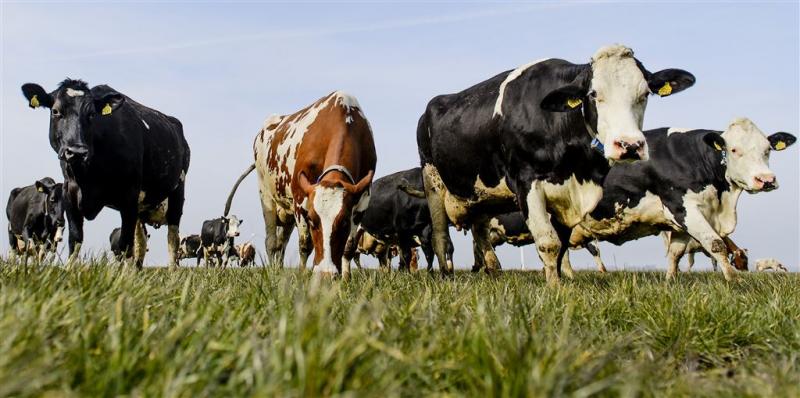 Milieudefensie zegt afspraken weidegang op