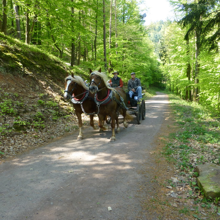 Paardjes in het Pfälzerwald (Foto: Rewimo)