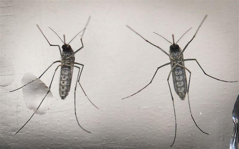 Muggenradar voorspelt overlast muggen