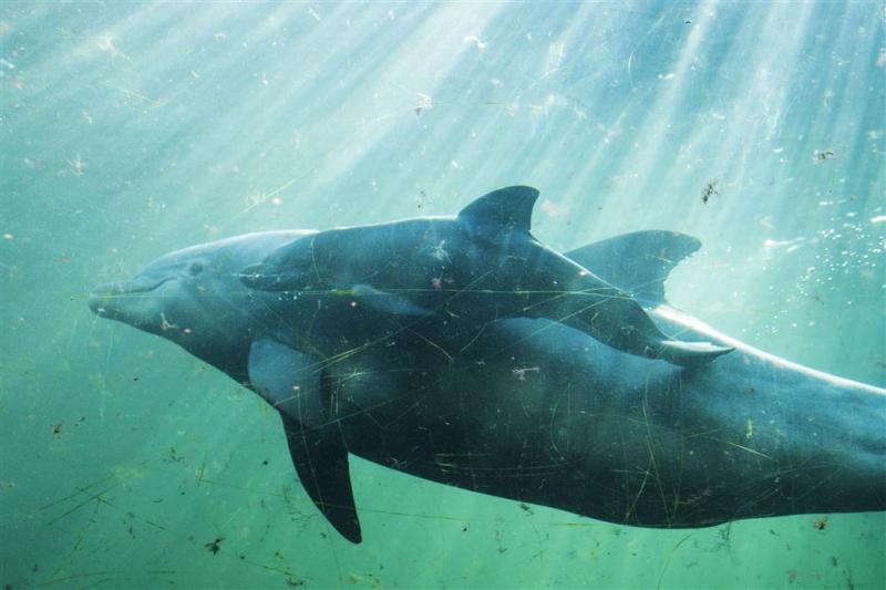Minder dolfijnen in Dolfinarium