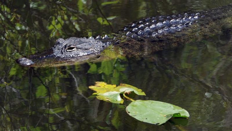 Bijna 100 alligators ontsnapt in China