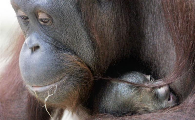 Orang-oetan ernstig bedreigd