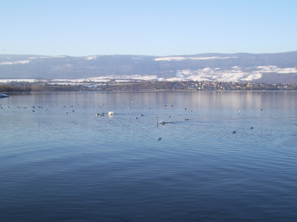 Ook op het meer bij Neuchâtel is het goed toeven, zoals deze zwanen demonstreren (Foto: WikiCommons)
