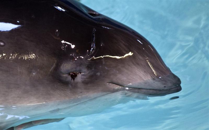 25 bruinvissen geteld in Oosterschelde