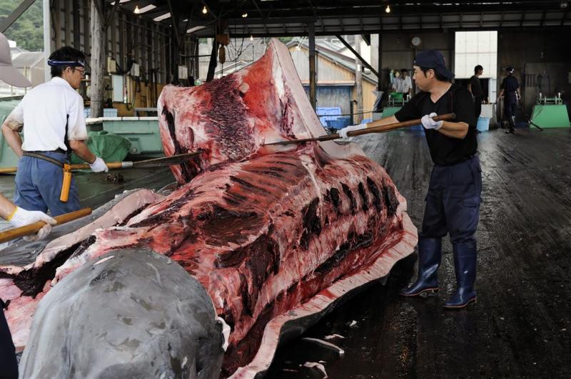 Japanse vissers doden tientallen walvissen