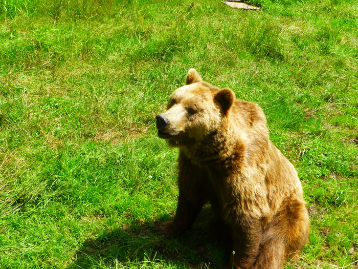 Beer (gemaakt in het Alternativer Wolf) und Bärenpark Schwarzwald) (Foto: Rewimo)