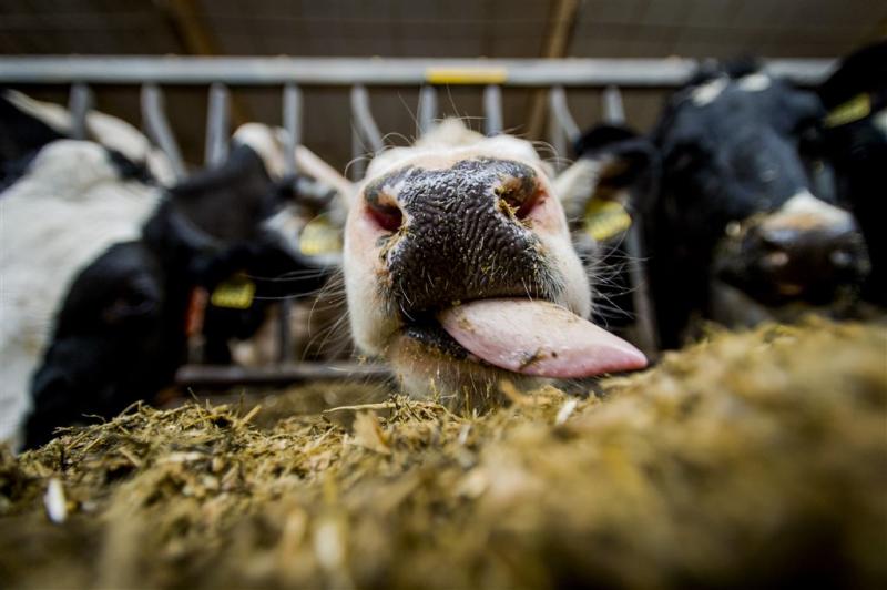 'Schrap subsidie melkveehouderij'