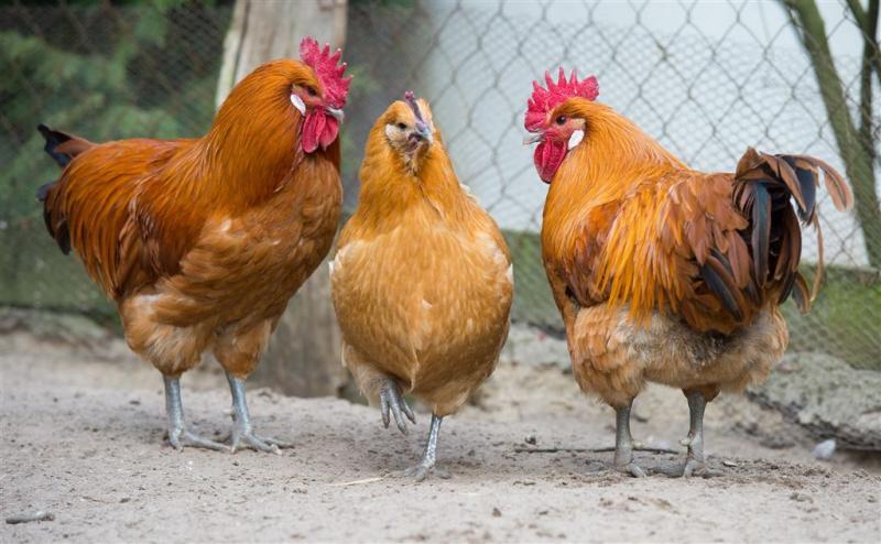Ontslagen om 'gruwelijke' kippenmishandeling