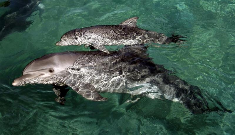 Dolfijnactivisten opgepakt na sprong in bassin