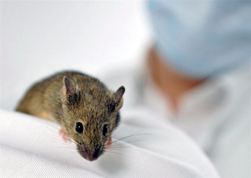 Zikavirus gevonden in traanvocht muizen