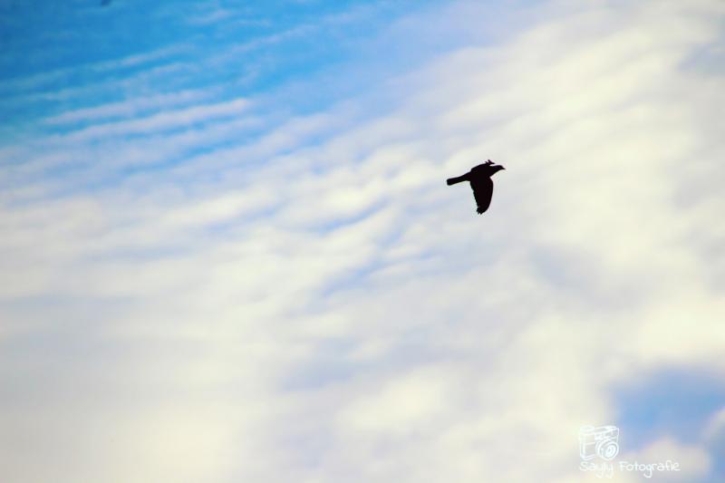 Roofvogel gezien door Luuntje. (Foto: Luuntje)