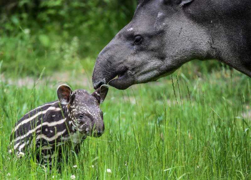 Artis verwelkomt twee tapirs