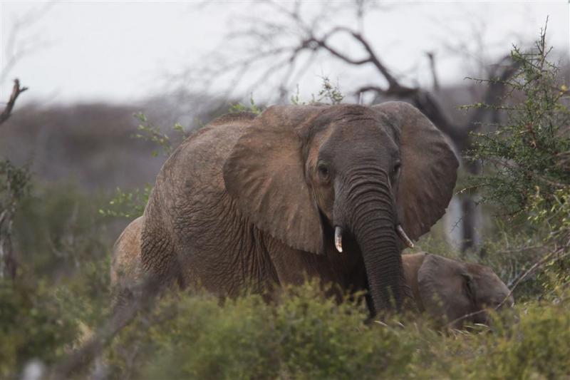Olifant doodt Italiaanse toerist in Kenia