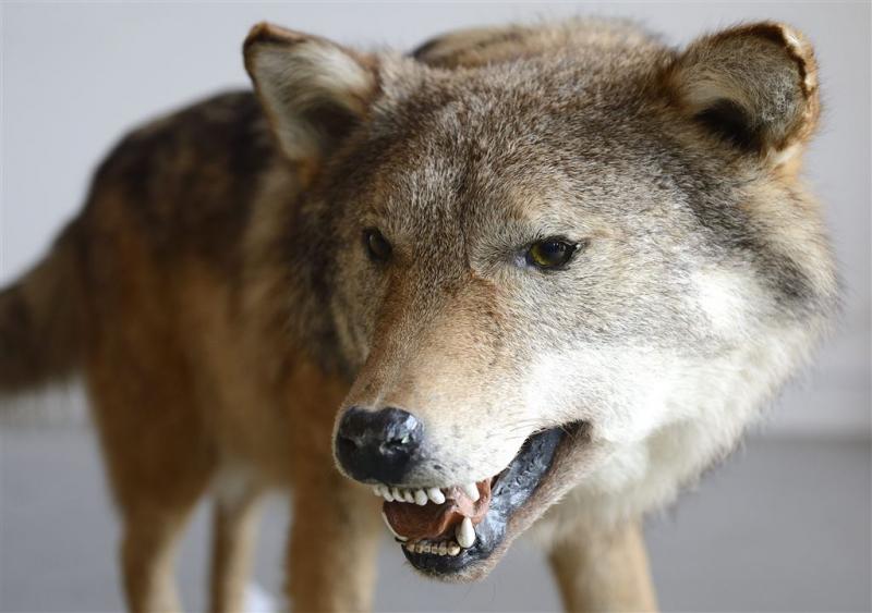 Wolfachtig dier bij Beuningen is echte wolf