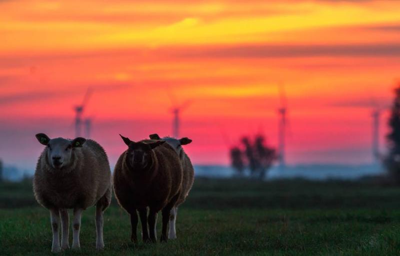 Prachtige zonsopkomst met schapen nabij Eemnes. (Foto: KlapMongeaul)
