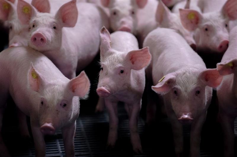 Honderden varkens dood in stal Raalte