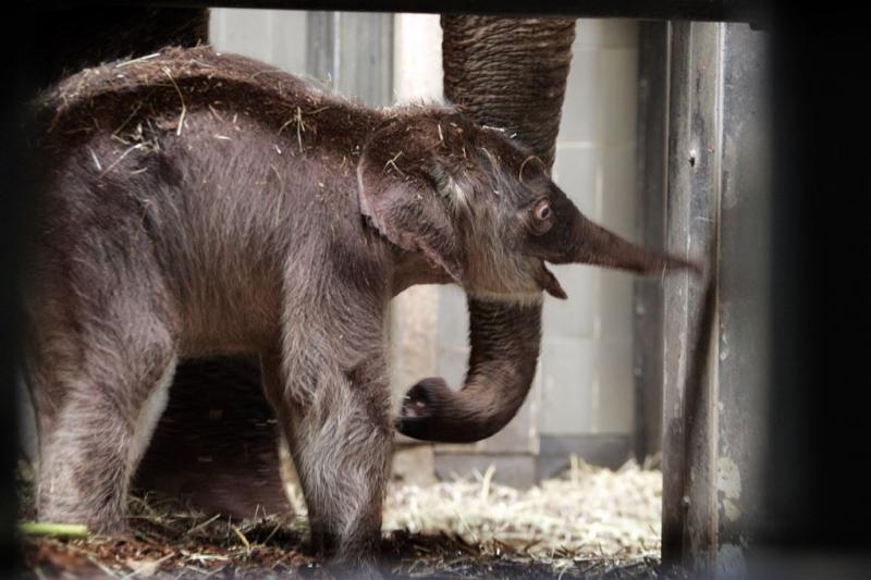 Artis verheugd met geboorte olifant