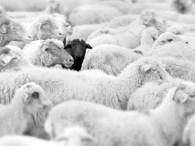 Blanke, overduidelijk racistische, schapen omsingelen zwart schaap