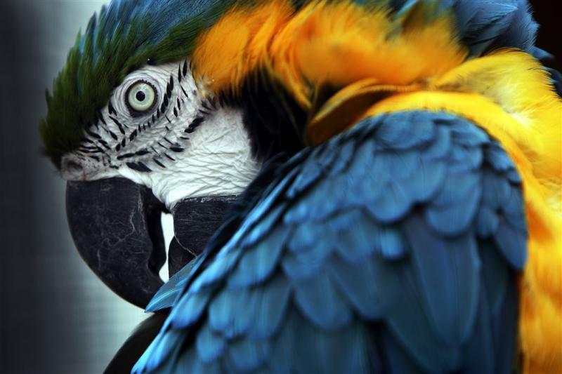 Tweetalige papegaai zorgt voor paniek