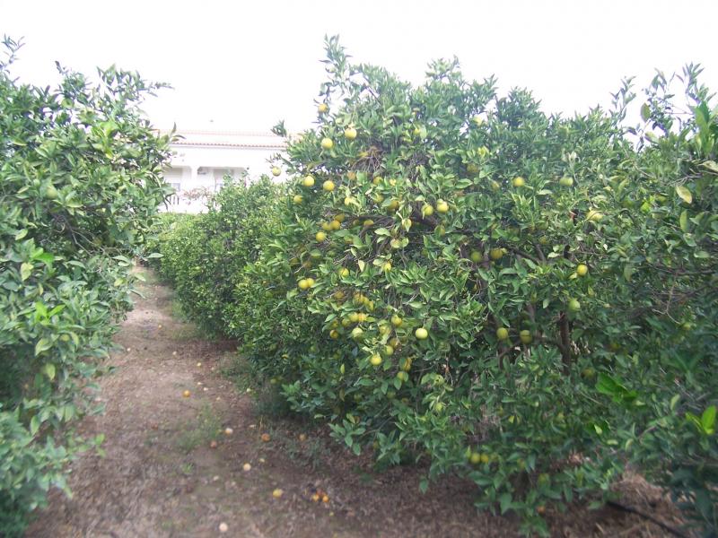 Fruitbomen in Portugal (Foto: qltel)