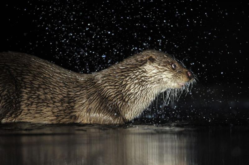 Otter duikt weer op in Naardermeer