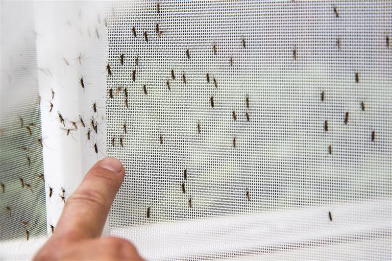Nieuwe mug ontdekt in Nederland