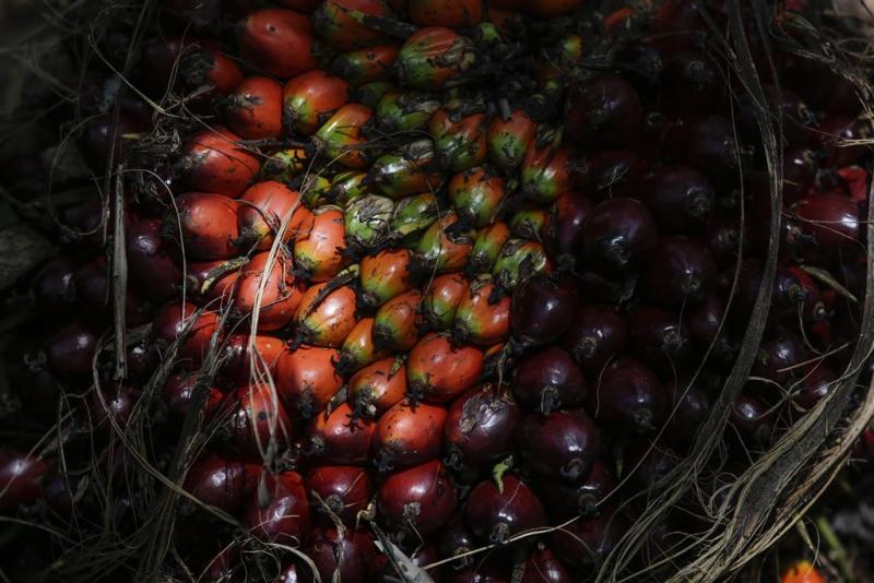'Nog steeds kinderarbeid in palmoliesector'