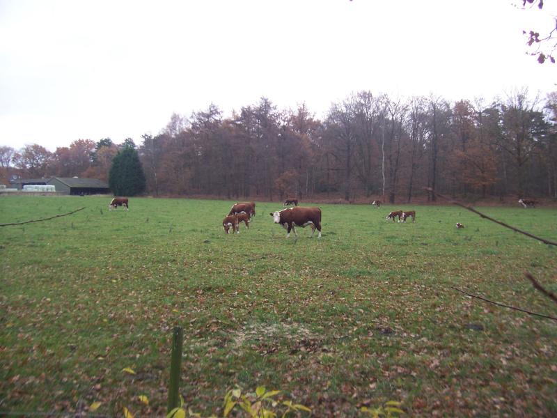 Koeien in de wei bij qltel (Foto: qltel)