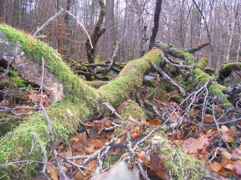 Bomen in het Reichswald (Foto: qltel)