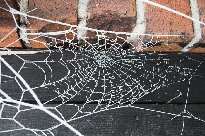 Spinnenweb in de winter (Foto: qltel)
