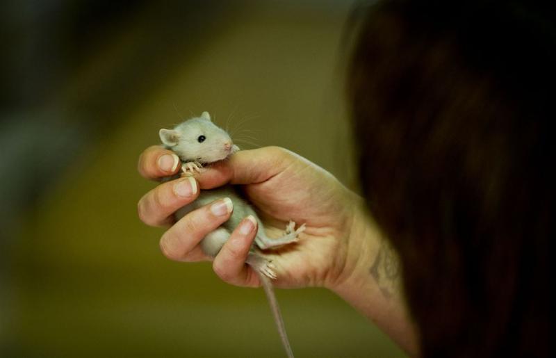 'Rattenparadijs' in Rotterdam tegen overlast