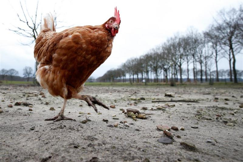 Vogelgriep in Stolwijk is variant H5N8