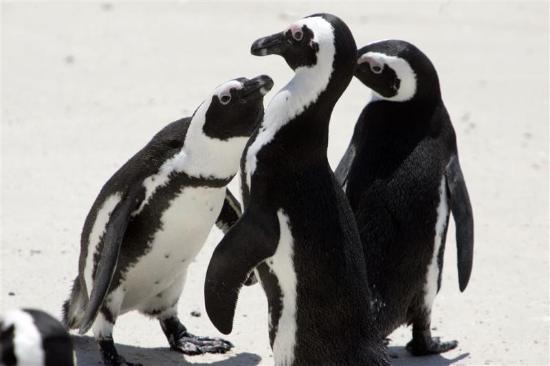 Kat bedreigt Zuid-Afrikaanse pinguïns