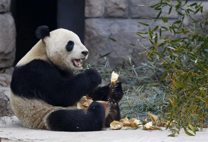 Oudste panda in gevangenschap wordt 37