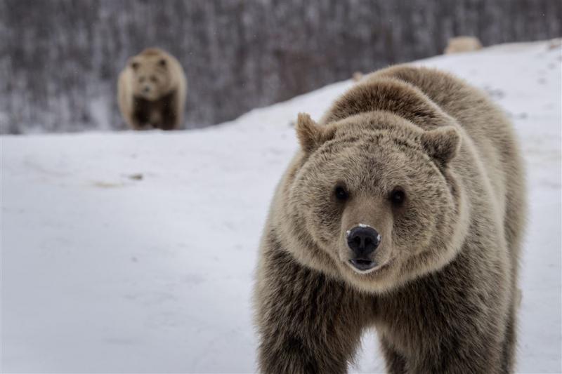 Slovenië laat weer tientallen beren doden