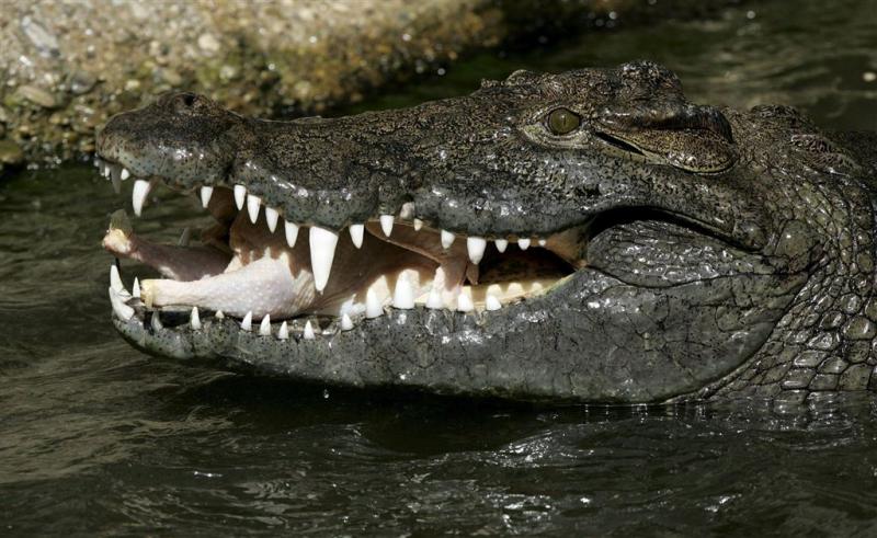 Australische man gedood door krokodil