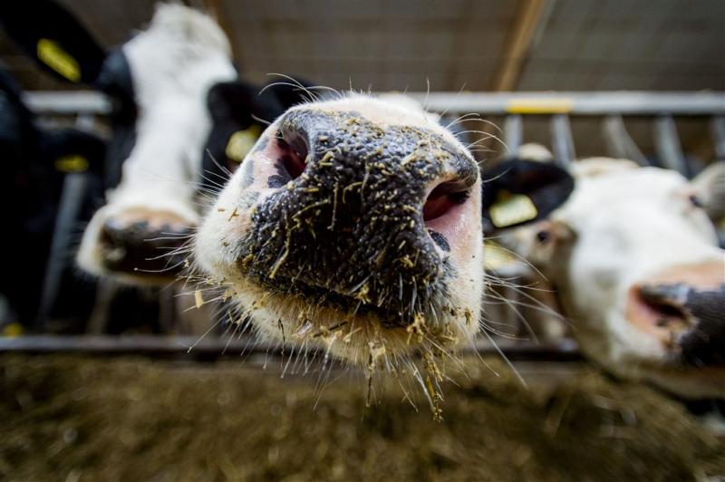 'Dumpprijs melk wordt veel boeren te gortig'