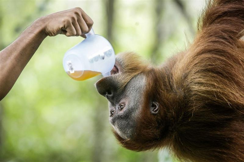 Bedreigde orang-oetan gestorven in dierentuin