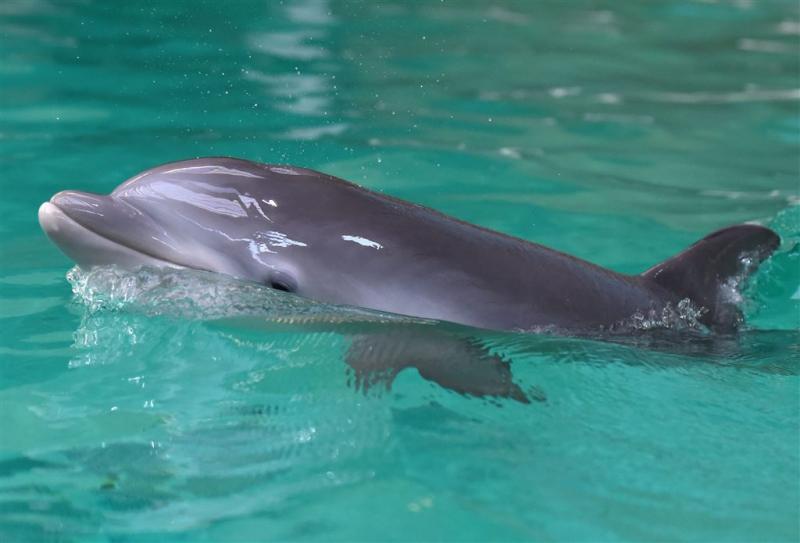 Biologen vinden dolfijn met maag vol plastic