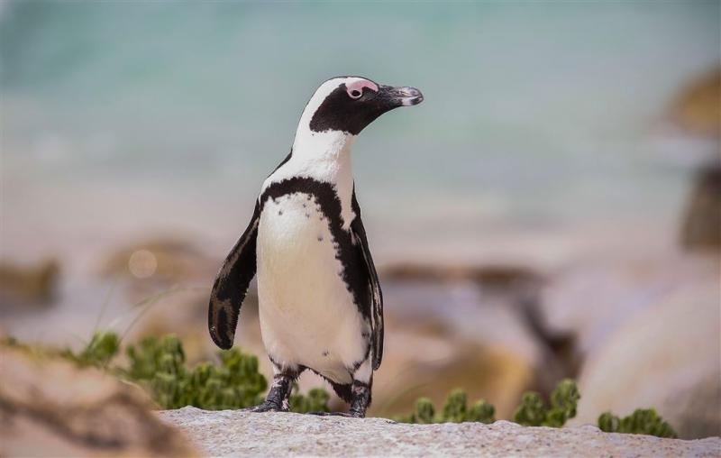 'Pinguïn gestolen door georganiseerde bende'