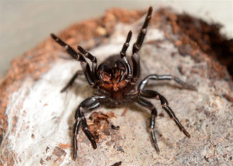 Megadosis tegengif redt jongen van beet spin