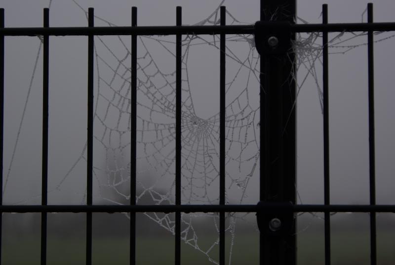 Spinnenweb (Foto: Disbatch)