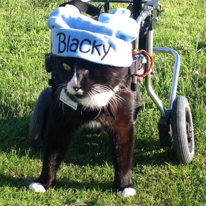 Blacky the Wheelchair Cat