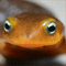 userIcon