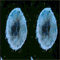 userIcon
