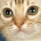 userIcon