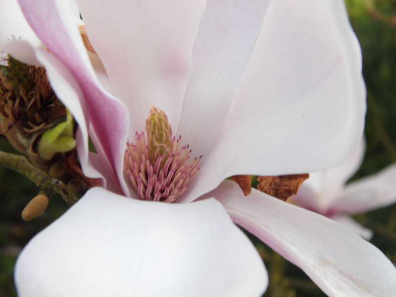 Onze Magnolia (foto: qltel)